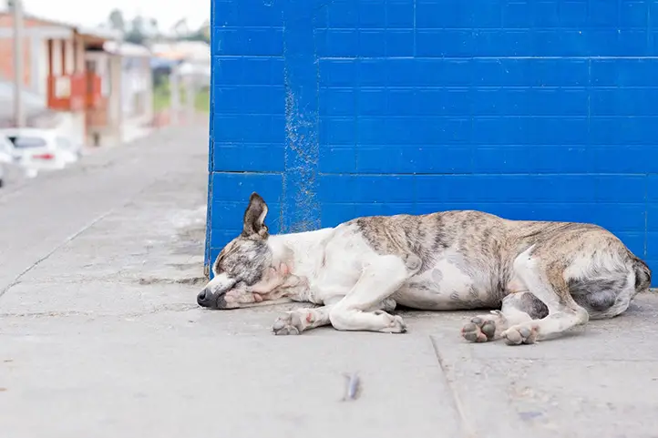 perro blanco con café recostado en la calle