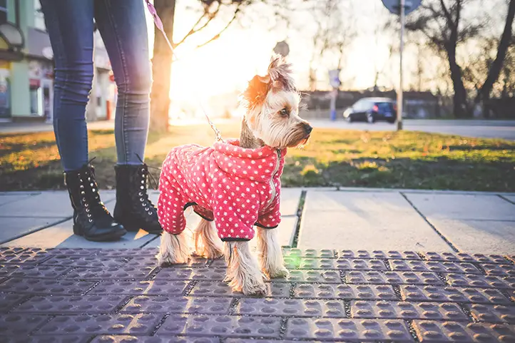 perro con ropa en la calle