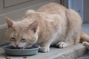 gato comiendo croquetas