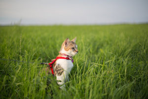 gato con collar y correa