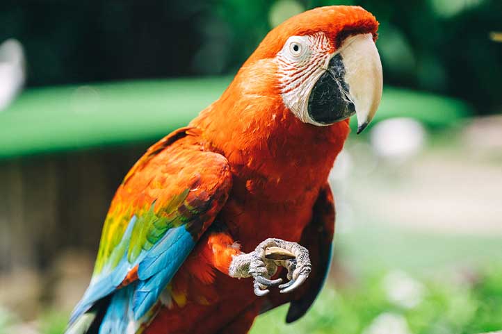 What You need to Know Before Getting a Parrot? – Basic Guide