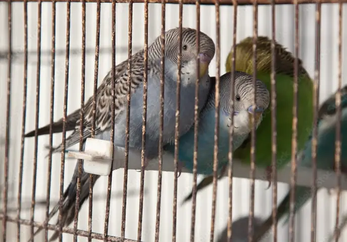 Which Bird Species CAN and CANNOT Be Kept as Pets?